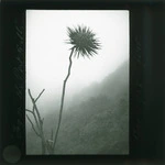 Fog on the Port Hills, Banks Peninsula District, Canterbury, with cabbage tree