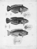 Mitchell, W., fl 1870s :Labricthys laticlavius. Labrus inscriptus. Labrus psittculus [parrot fish]. Fish. Plate 50. Lithograph after a drawing by W. Mitchell. Lithographers, Hullmandel and Walton [London, 1875]
