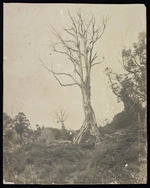 Chambers, Catherine Eizabeth, fl 1899 : Large dead tree with road through the middle, Newall Road, Warea