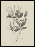 Parkinson, Sydney, 1745-1771: Weinmannia racemosa L. fil. [Weinmannia racemosa (Cunoniaceae) - Plate 435]