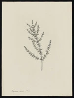 Parkinson, Sydney, 1745-1771: Coprosma acerosa, A. Cunn. [Coprosma acerosa (Rubiaceae) - Plate 474]
