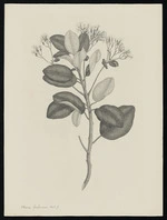 Parkinson, Sydney, 1745-1771: Olearia furfuracea. Hook. f. [Olearia furfuracea (Compositae) - Plate 478]