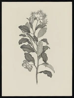 Parkinson, Sydney, 1745-1771: [Untitled][Olearia paniculata (Compositae) - Plate 479]