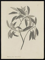 Parkinson, Sydney, 1745-1771: Beilschmiedia Tawa, Benth & Hook f. [Beilschmiedia tawa (Lauraceae) - Plate 539]