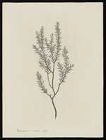 Parkinson, Sydney, 1745-1771: Leptospermum ericoides A. Rich [Leptospermum ericoides (Myrtaceae) - Plate 444]