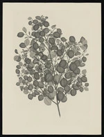 Parkinson, Sydney, 1745-1771: [Untitled][Rhabdothamnus solandri (Gesneriaceae) - Plate 523]