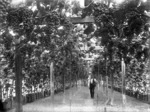 Grapes hanging from vines, Nelson