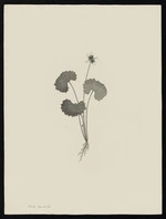 Parkinson, Sydney, 1745-1771: Viola grandiflora [Viola hederacea (Violaceae) - Plate 7]