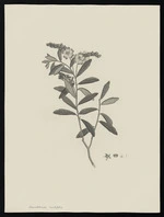 Parkinson, Sydney, 1745-1771: Auratilloides cistifolia [Hibbertia banksii (Dilleniaceae) - Plate 2]