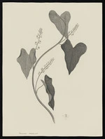 Parkinson, Sydney, 1745-1771: Tamordes corallutata [Tinospora smilacina (Menispermaceae) - Plate 4]