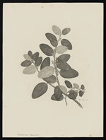 Parkinson, Sydney, 1745-1771: Adeliordes, olecumbeus [Hypserpa decumbens (Menispermaceae) - Plate 5]