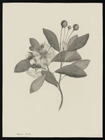 Parkinson, Sydney, 1745-1771: Capparis, lucida [Capparis lucida (Capparidaceae) - Plate 6]