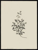 Parkinson, Sydney, 1745-1771: Viola cunneasperma [Hybanthus enneaspermus (Violaceae) - Plate 9]