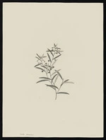 Parkinson, Sydney, 1745-1771: Viola paradoxa [Hybanthus enneaspermus (Violaceae) - Plate 10]