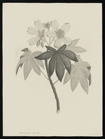 Parkinson, Sydney, 1745-1771: Argemonoides, vicinifolia [Cochlospermum gillivraei (Cochlospermaceae) - Plate 12]