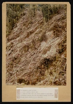 [Logging in Charleston State Forest]