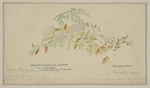 Harris, Emily Cumming, 1837?-1925 :Mesembryanthemum australe and Adantium (Sugar Loaves, Taranaki). Samolus repens. [ca 1860]
