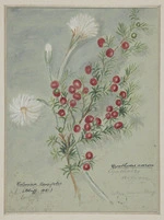 Harris, Emily Cumming, 1837?-1925 :Celmisia longifolia (Bluff, 1881). Cyathodes acerosa, native name mingi.