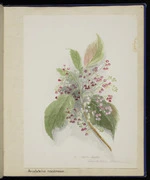 [Harris, Emily Cumming], 1836?-1925 :Aristotelia racemosa. Mako-mako [1900]