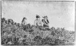 Franklyn, F :Sketches taken at Lowry Bay on cigarette papers [Two women and a child on a hilltop, ca 1900]