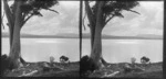 Tree on the banks of Catlins Lake, Clutha District, Otago Region