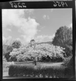 A blossoming cherry tree at Heretaunga