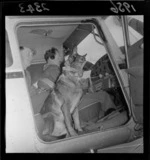Police dog Miska, with handler and pilot, in the cockpit of an aeroplane, Rongotai Aerodrome, Wellington