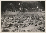 Sooty tern colony, Raoul Island