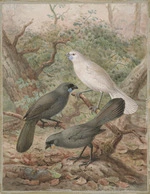 Keulemans, John Gerrard, 1842-1912 :Kokako. [Between 1899 and 1906?]