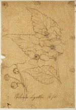 [Buchanan, John], 1819-1898 :Hoheria lyallii. H.fil. [ca 1856-1890]
