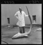 John Moreland with a thresher shark in the courtyard of the Dominion Museum, Wellington