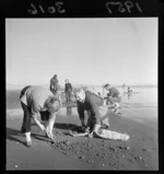 Unidentified Toheroa diggers at Waitarere Beach, Levin