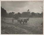Maori ploughing at Waikanae