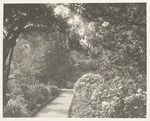 Gardens of Government House, Wellington