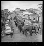 Elephants from Bullen's Circus walking down a street in Newtown, Wellington