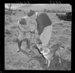 Two unidentified men administering hydatid injections to two dogs in Whiteman's Valley, Upper Hutt