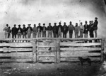 Row of butchers at a stockyard sale at South Spit in Westport