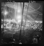 Bullen's Circus with trained elephants