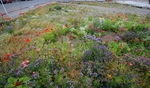 Feb 2011_CHCH_Wild-Flowers_ROSS3730.JPG