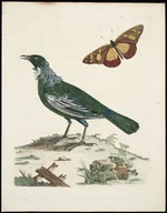 Brown, Peter, fl 1766-1791 :[New Zealand creeper. Tui] / P Brown [1776]