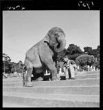 Elephant at Wellington Zoo