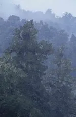 226.19 Mist in forest, Mangapohatu, Te Urewera NP, Bay of Pl.jpg