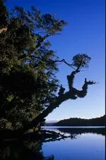 272.19 Beech trees Sandy Bay Lake Waikareiti Te Urewera NP E.jpg