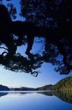 272.24 Overhanging beech tree, Lake Waikareiti, Te Urewera N.jpg