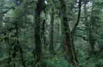 716.4 Silver beech forest, Mt Manuoha, Te Urewera NP, East C.jpg