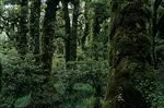 702.11 Silver beech forest, Panekiri Range, Lake Waikaremoan.jpg