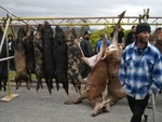 Rimutaka Pig Hunting Competition Upper Hutt Oct 2011 (12).JPG