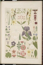 Leaves and flowers from nature No.8, plate 98. The grammar of ornament