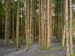 Kahikatea saplings Orongorongo River Nov 2013.tif