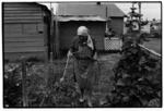 Grandma watering the garden_  Frankton 1972.tif